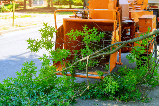 Best Lawn Dethatching  in USA